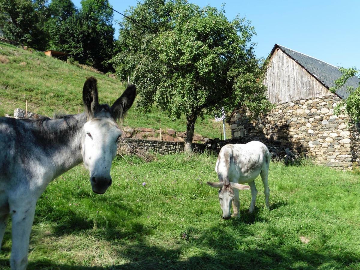 Chalet De Barraou Bed & Breakfast Binos Bagian luar foto